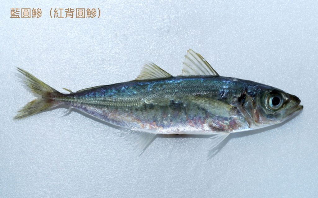 鰺形目 – 生態 ∫環境 ∫文化
