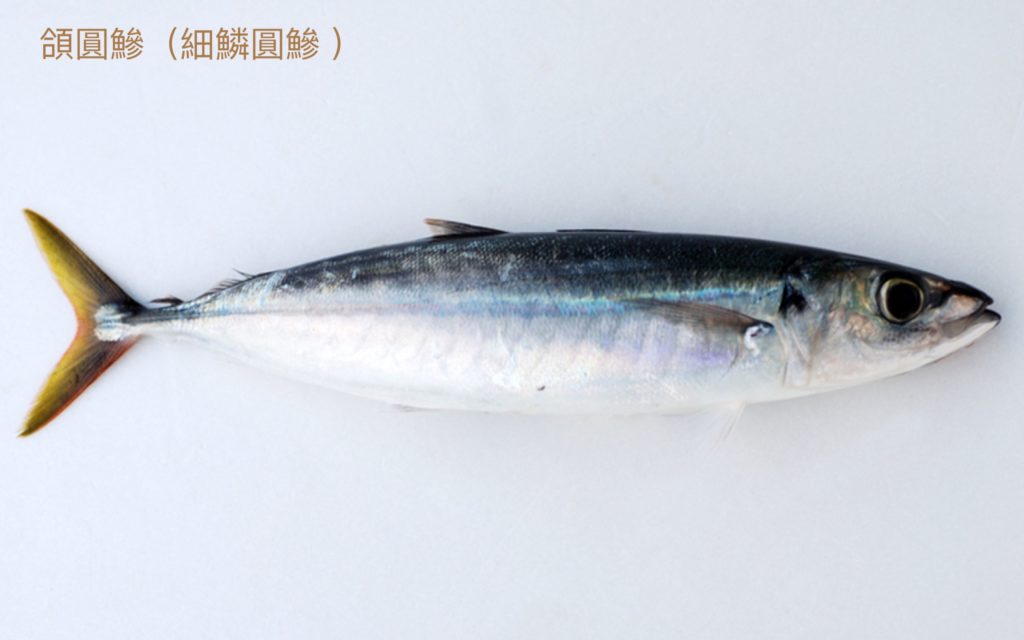 鰺形目 – 生態 ∫環境 ∫文化