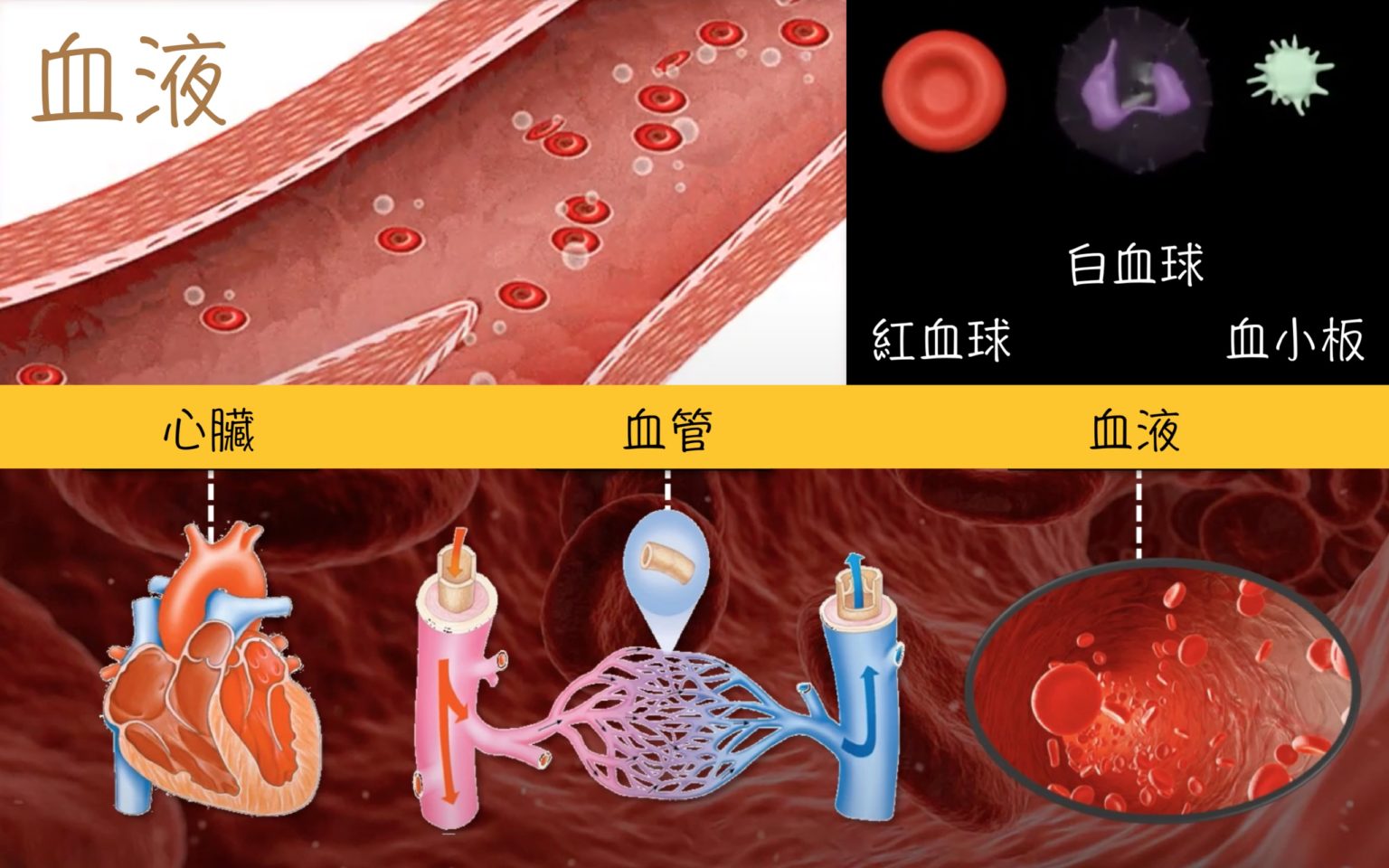 血液 – 生態 ∫環境 ∫文化