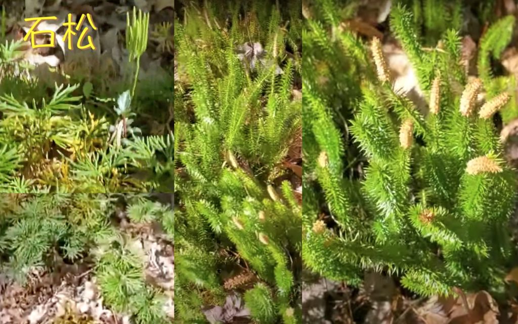石松綱 – 生態 ∫環境 ∫文化