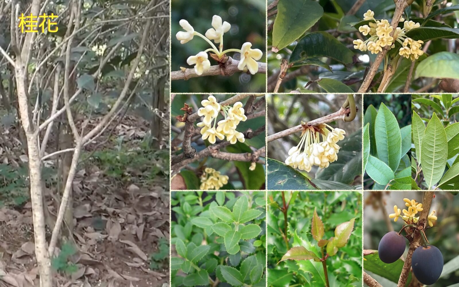 木樨科 – 生態 ∫環境 ∫文化