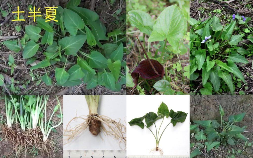 天南星科 – 生態 ∫環境 ∫文化