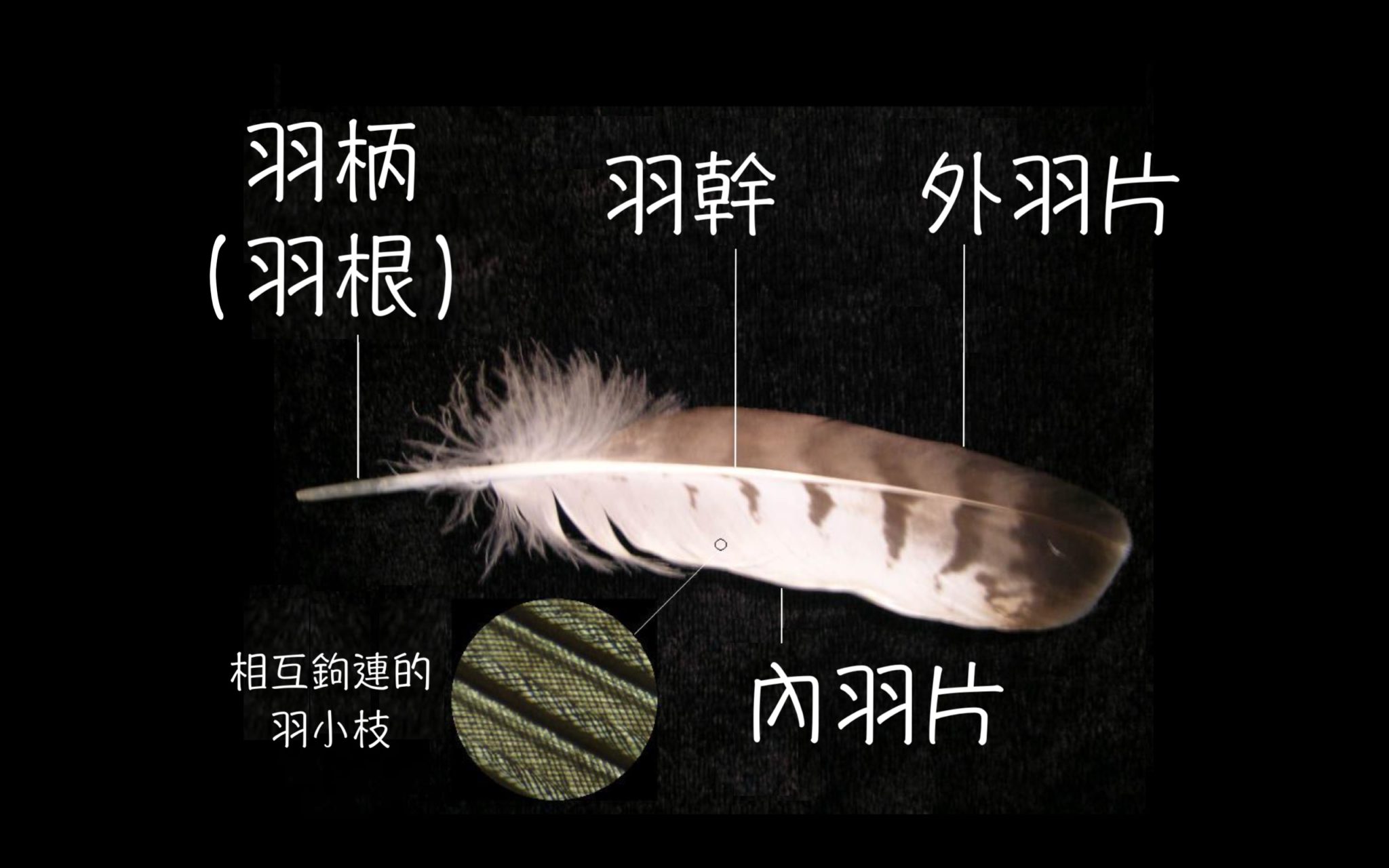 鳥體的各部位稱呼 – 生態 ∫環境 ∫文化