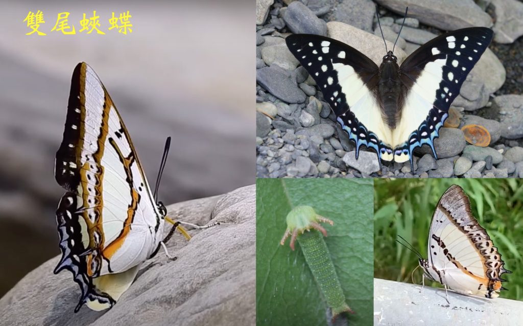 螯蛺蝶亞科 – 生態 ∫環境 ∫文化