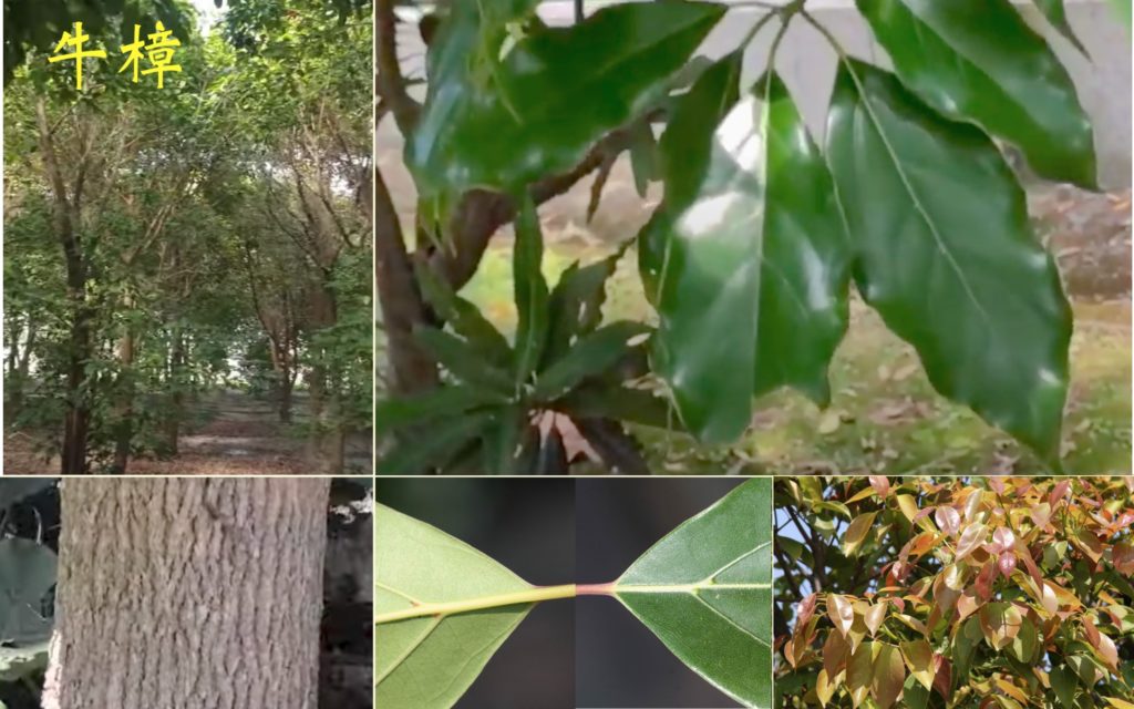 肉桂屬 – 生態 ∫環境 ∫文化