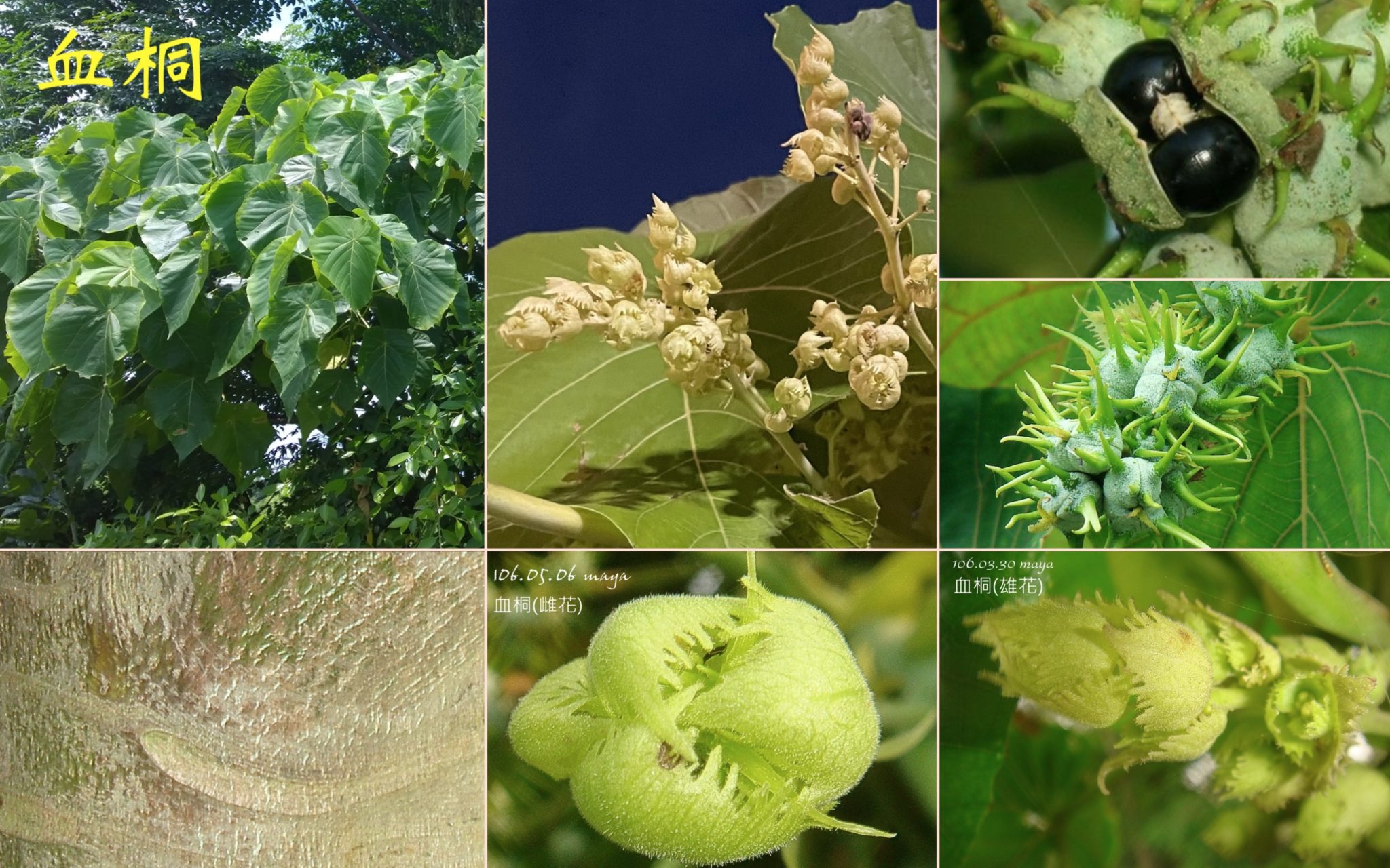 鐵莧菜亞科 – 生態 ∫環境 ∫文化