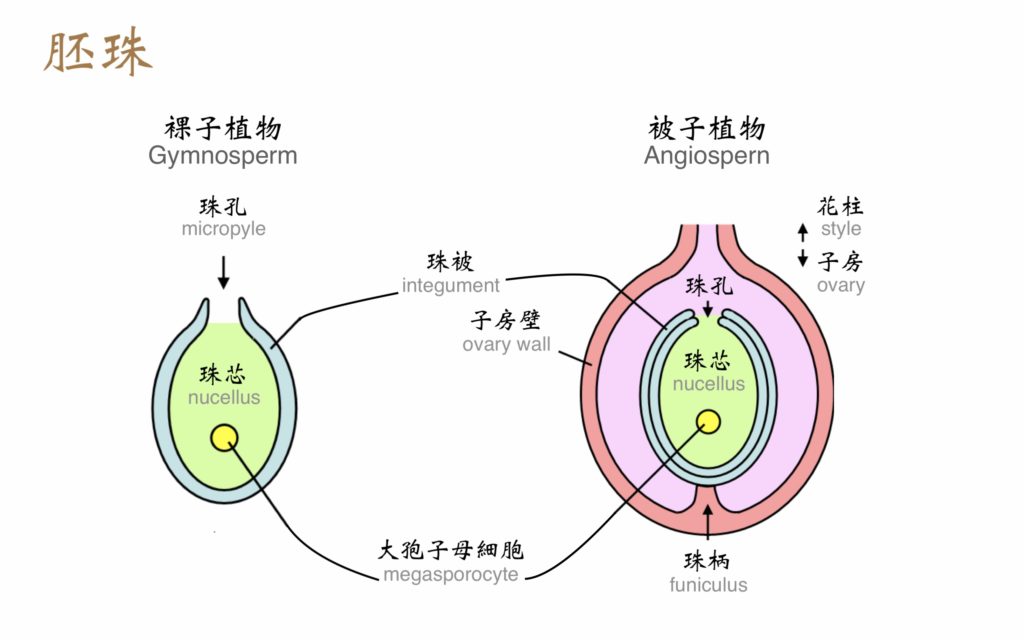花 – 生態 ∫環境 ∫文化