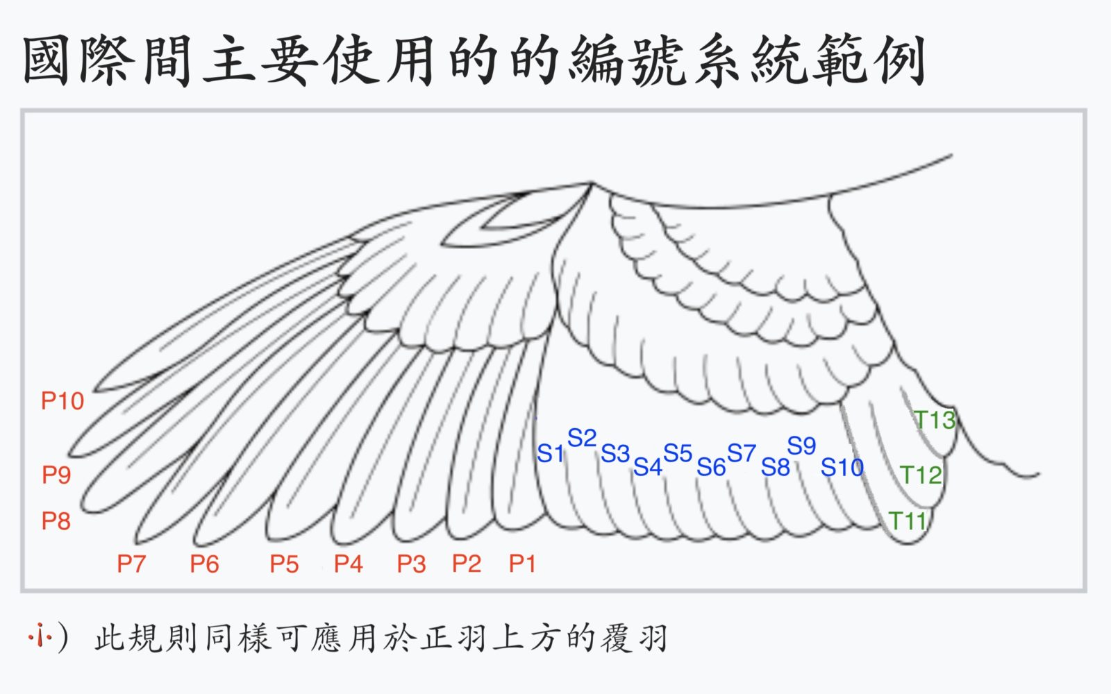 鳥體的各部位稱呼 – 生態 ∫環境 ∫文化