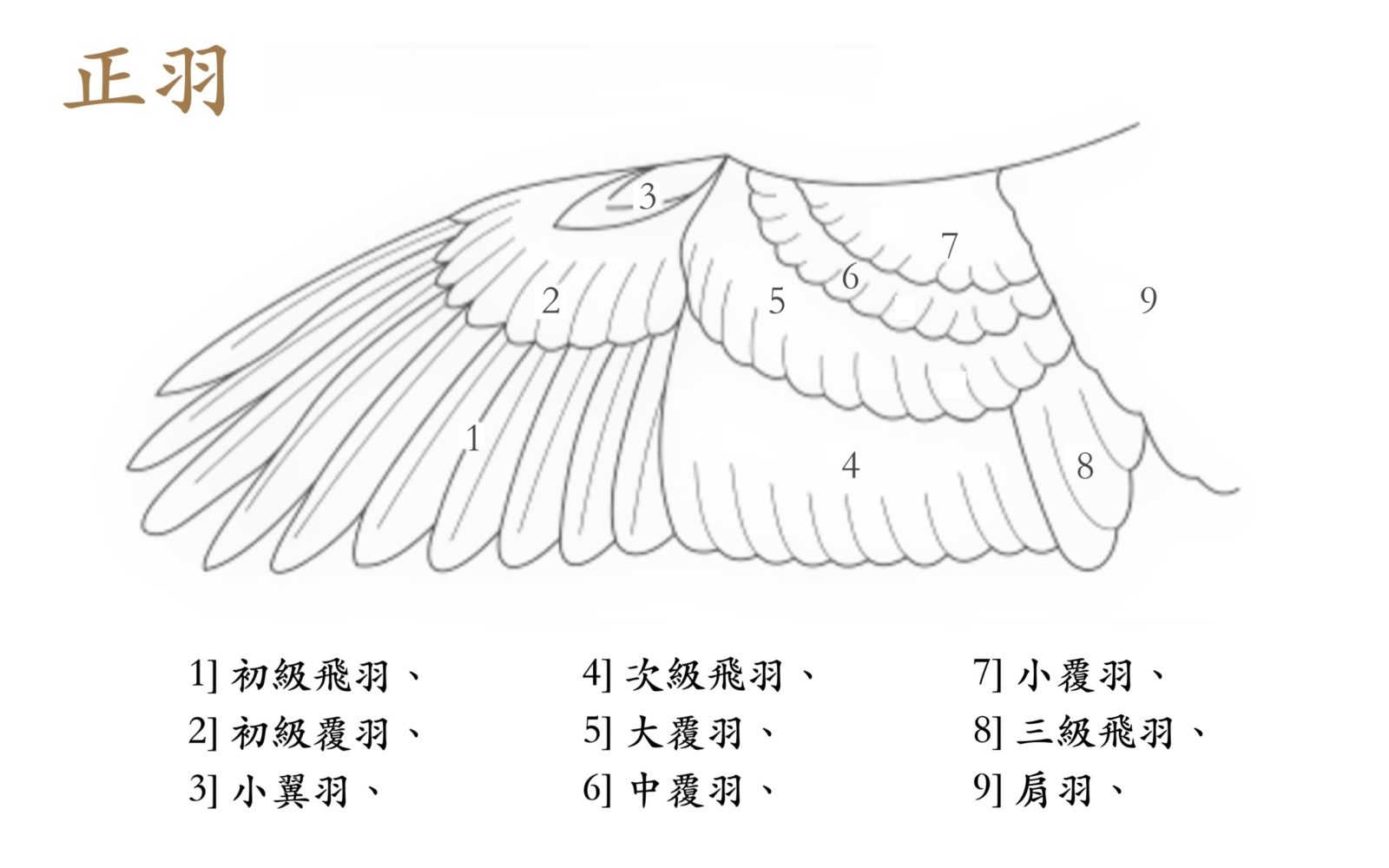 鳥體的各部位稱呼 – 生態 ∫環境 ∫文化