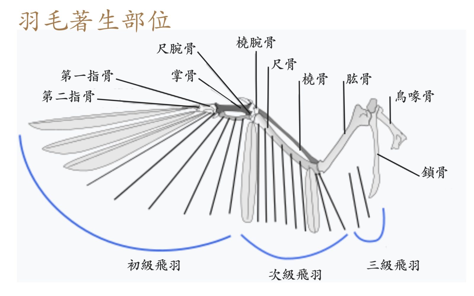 鳥體的各部位稱呼 – 生態 ∫環境 ∫文化