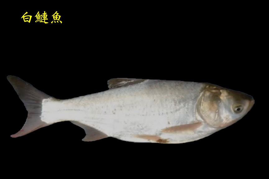 鯝科 – 生態 ∫環境 ∫文化