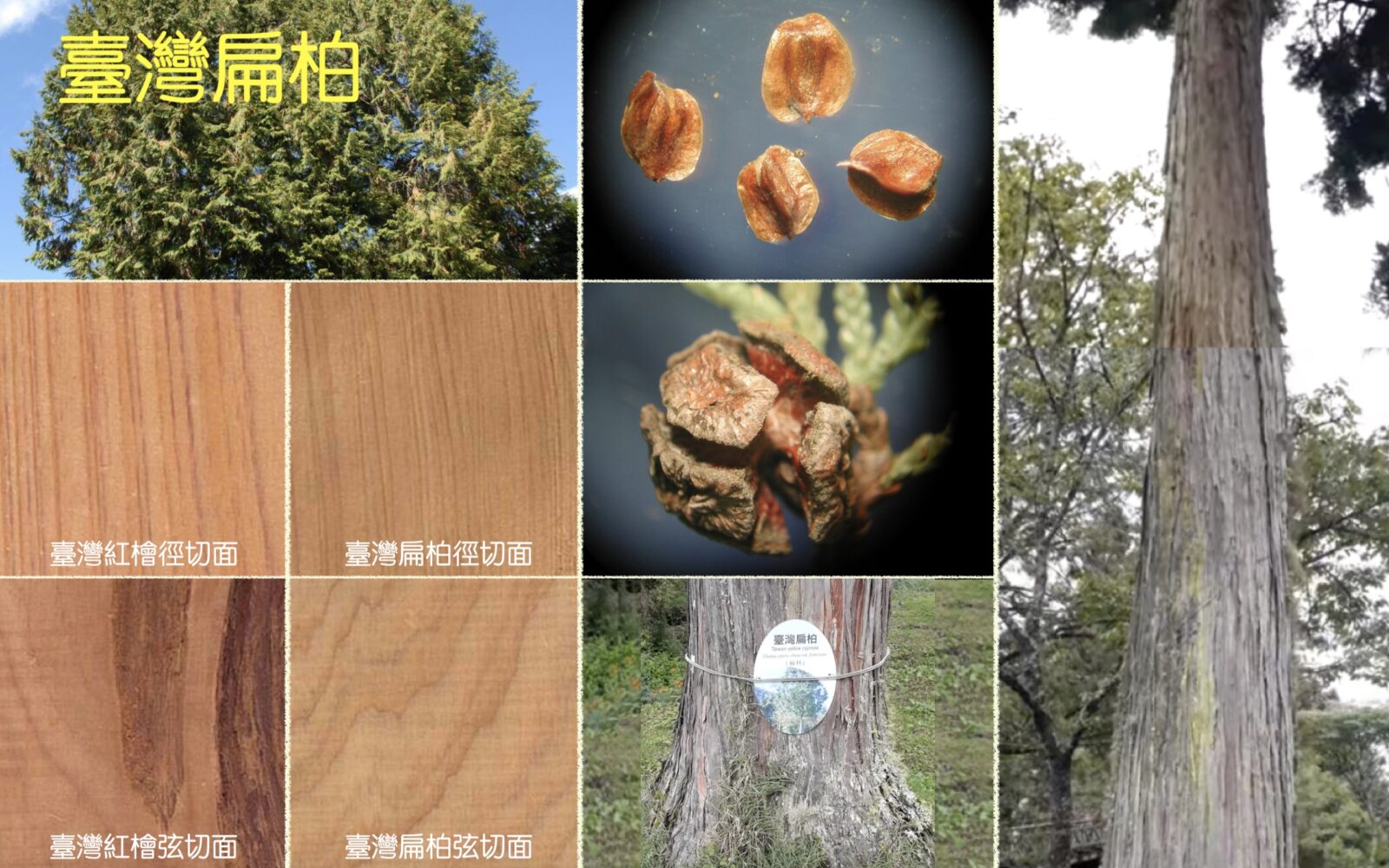 柏科 – 生態 ∫環境 ∫文化