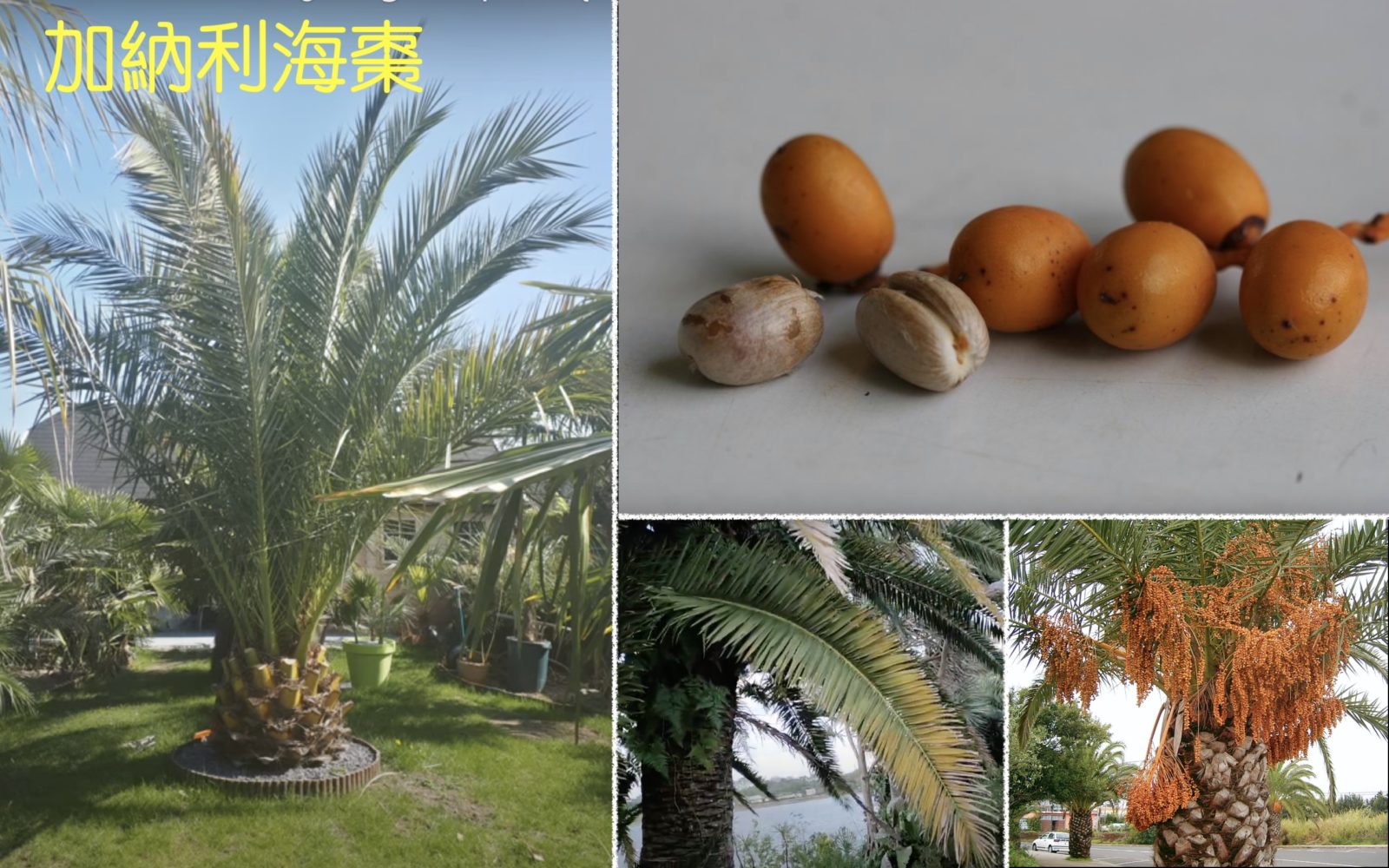 棕櫚科 – 生態 ∫環境 ∫文化